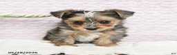Yorkshire Terrier dogs for sale: Patches - Ad 4