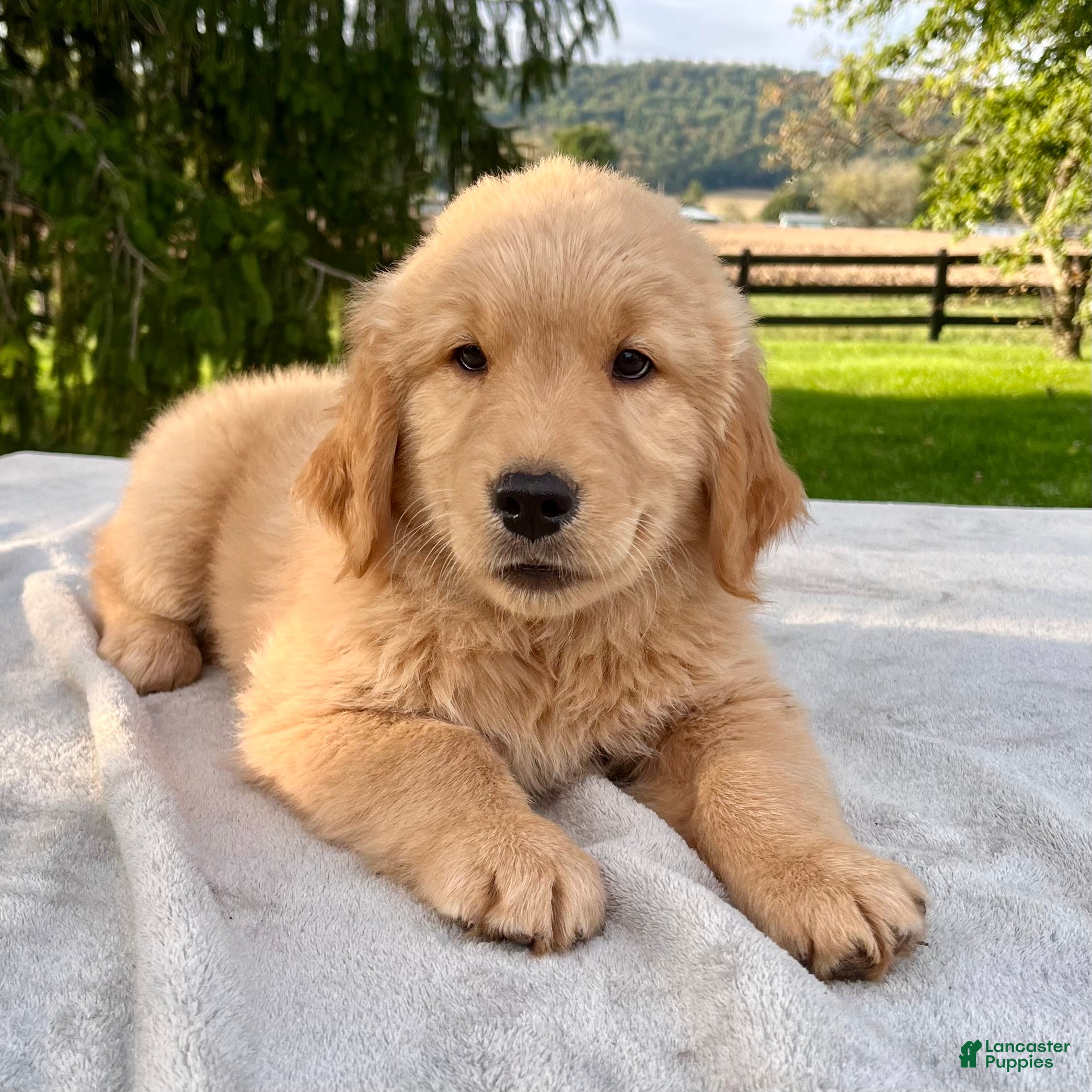 Golden Retriever dogs Jasper - Ad 1