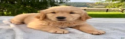 Golden Retriever dogs for sale: Jasper - Ad 1