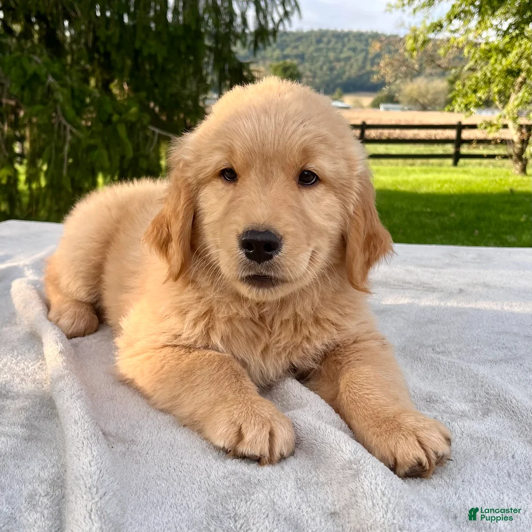 Golden Retriever dogs for sale: Jasper - Ad 1