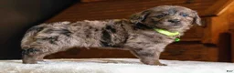 Mini Goldendoodle dogs for sale: Mr Magnus (Mini) - Ad 5
