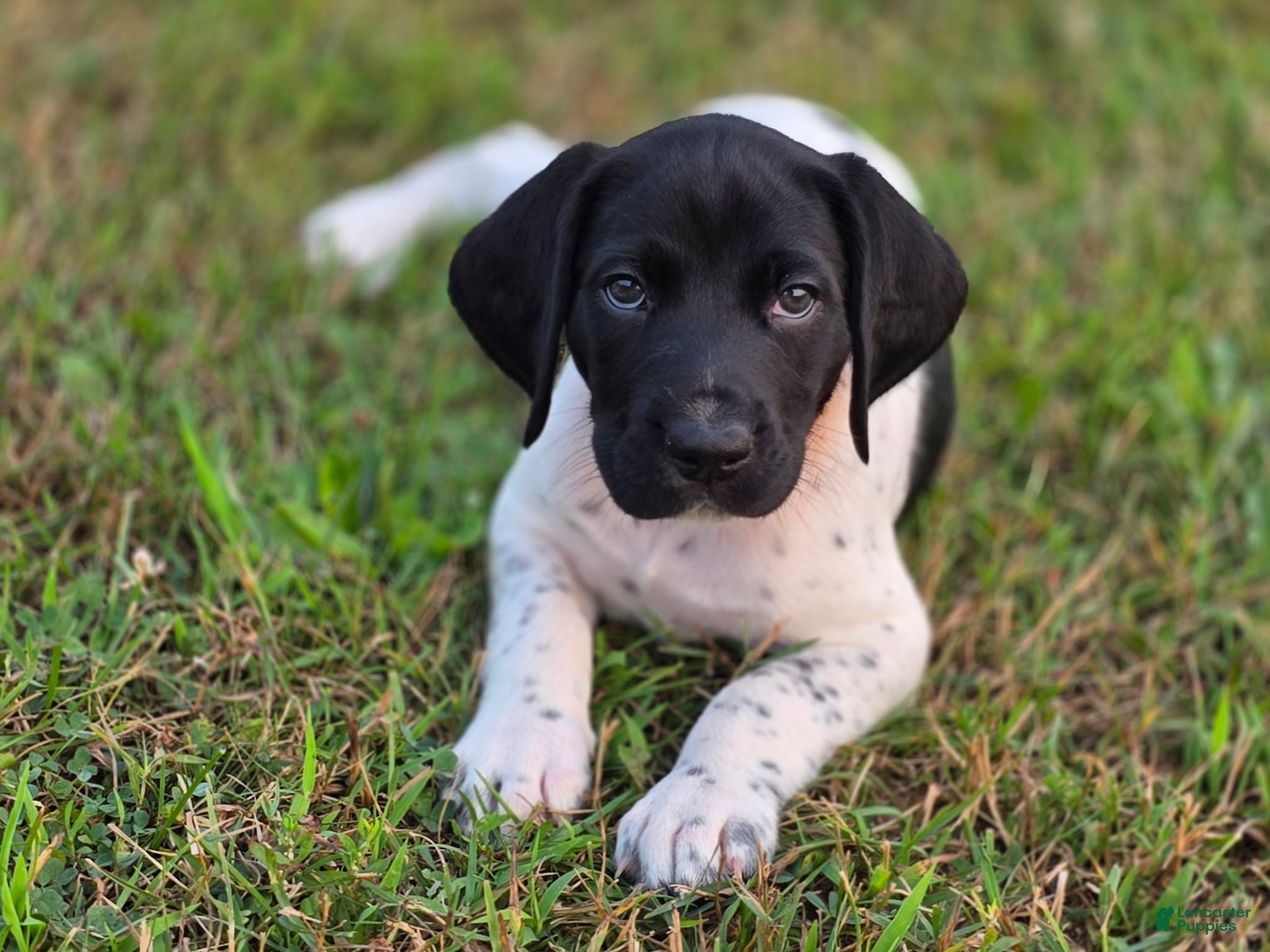 German Shorthaired Pointer dogs German Shorthaired Pointer (red collar) - Ad 21