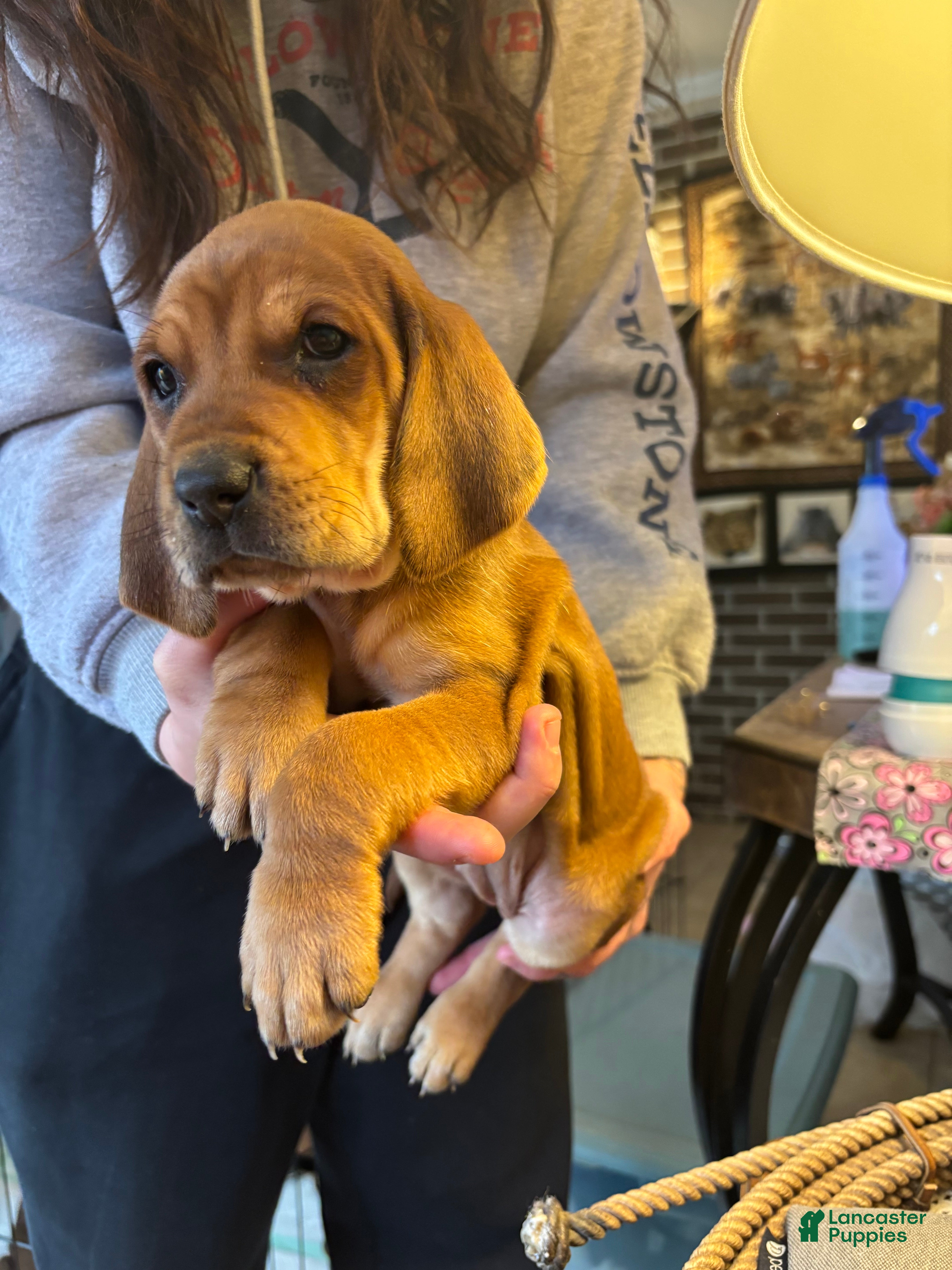 Mixed Breed dogs Holly - Ad 2