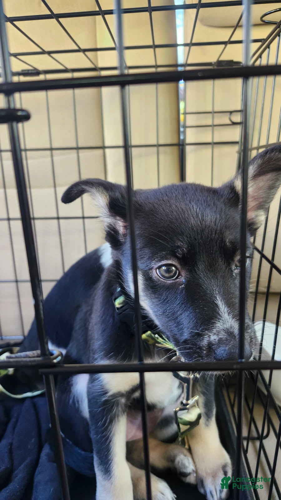 Miniature Australian Shepherd dogs Coco - Ad 2