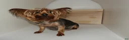 Yorkshire Terrier dogs for sale: Teddy - Ad 2