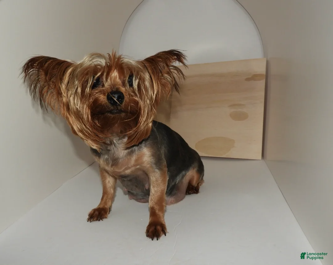 Yorkshire Terrier dogs for sale: Teddy - Ad 2