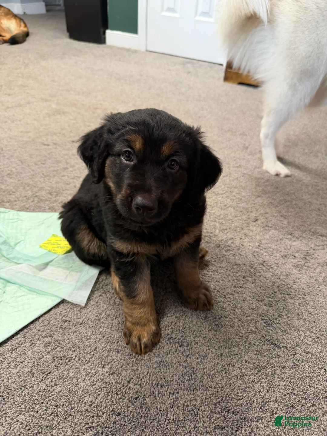 Golden Shepherd dogs for sale: Crunch - Ad 1