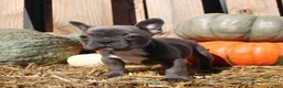 Mixed Breed dogs for sale: Shelly - Ad 7