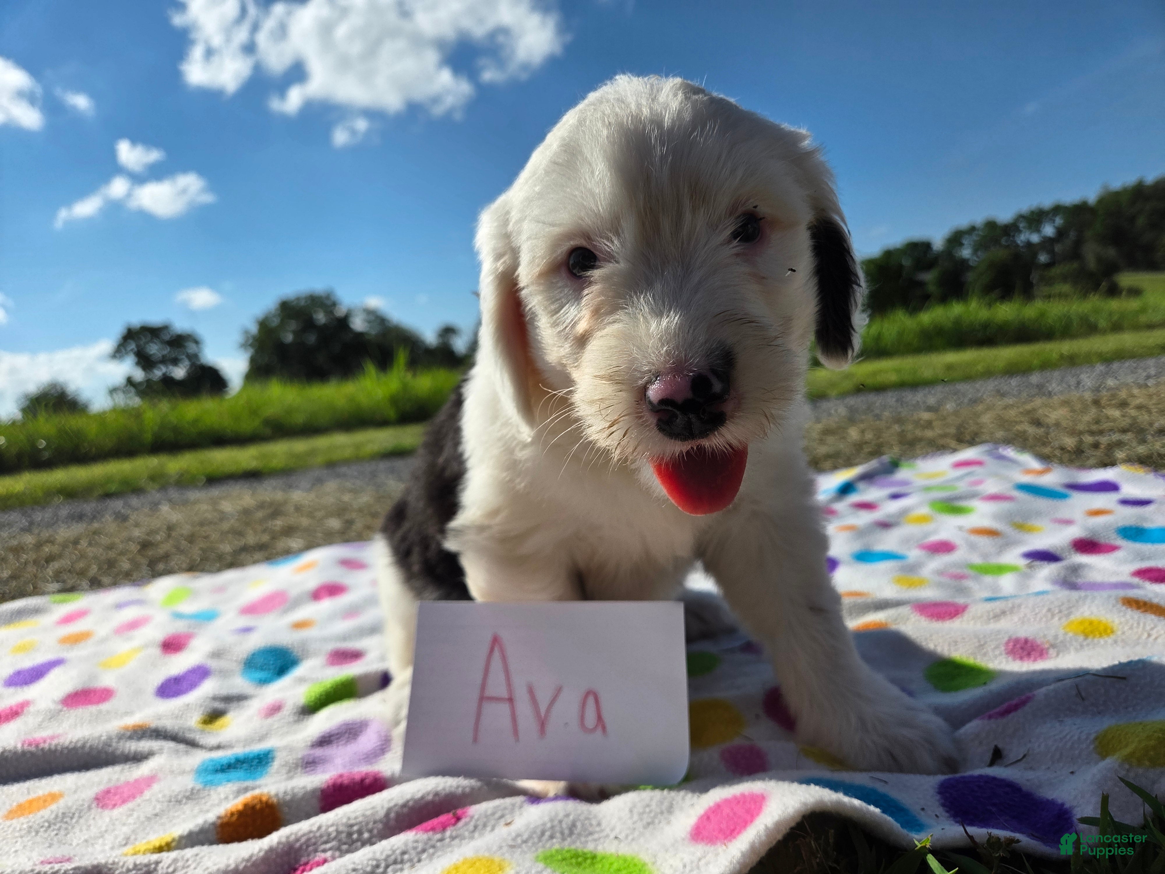 Sheepadoodle dogs Sheepadoodle 1 - Ad 12