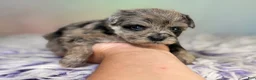 Schnoodle dogs for sale: Paxton - Ad 6
