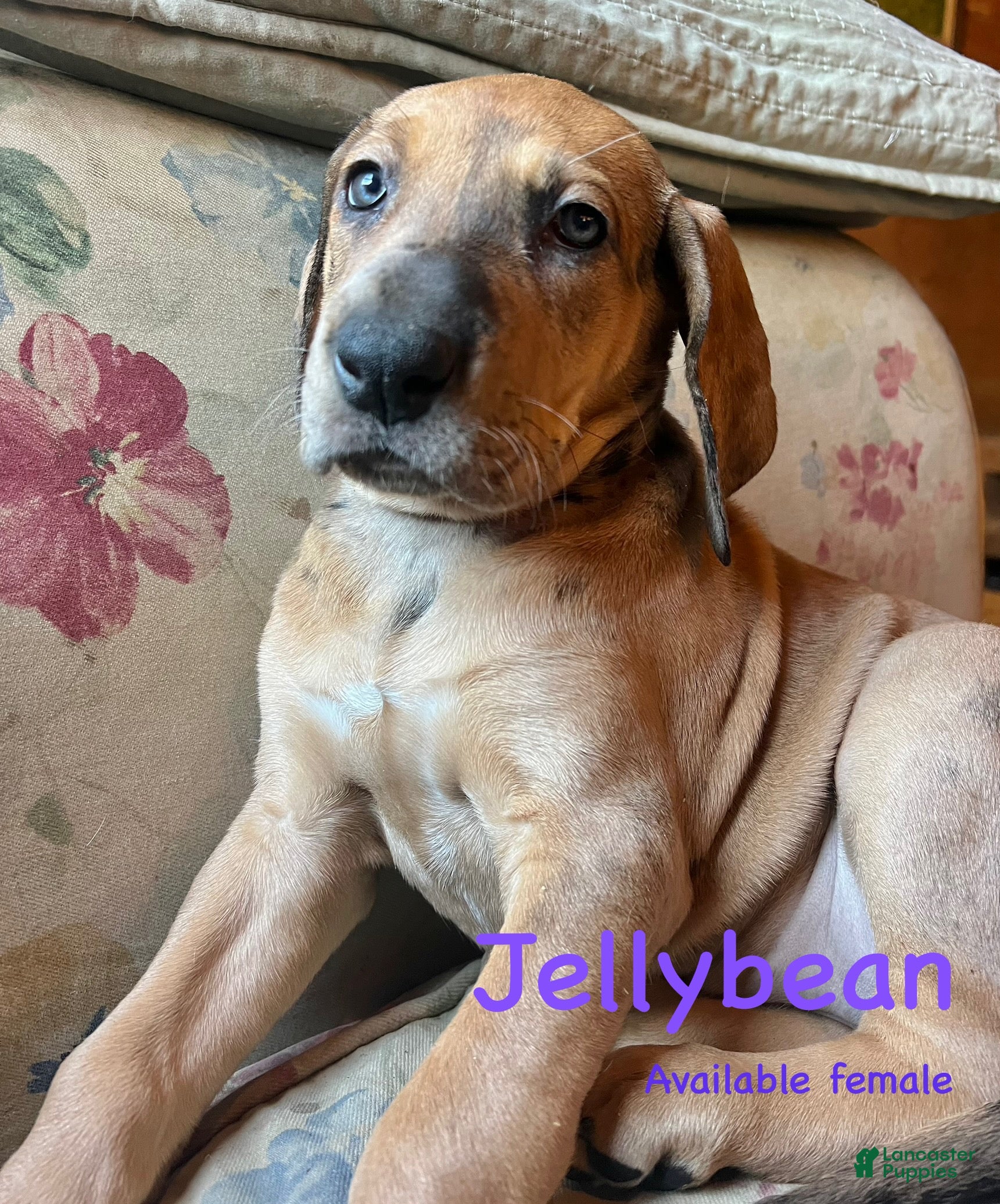 Great Dane dogs Jellybean - Ad 33