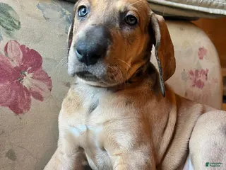 Great Dane dogs Jellybean - Ad 33