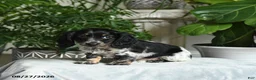 Miniature Dachshund dogs for sale: Adams - Ad 4