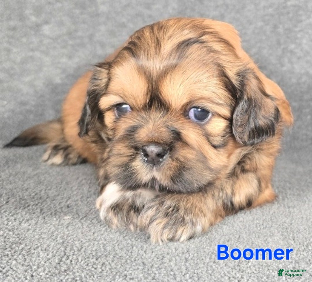 Shih Tzu dogs for sale: Boomer - Ad 2