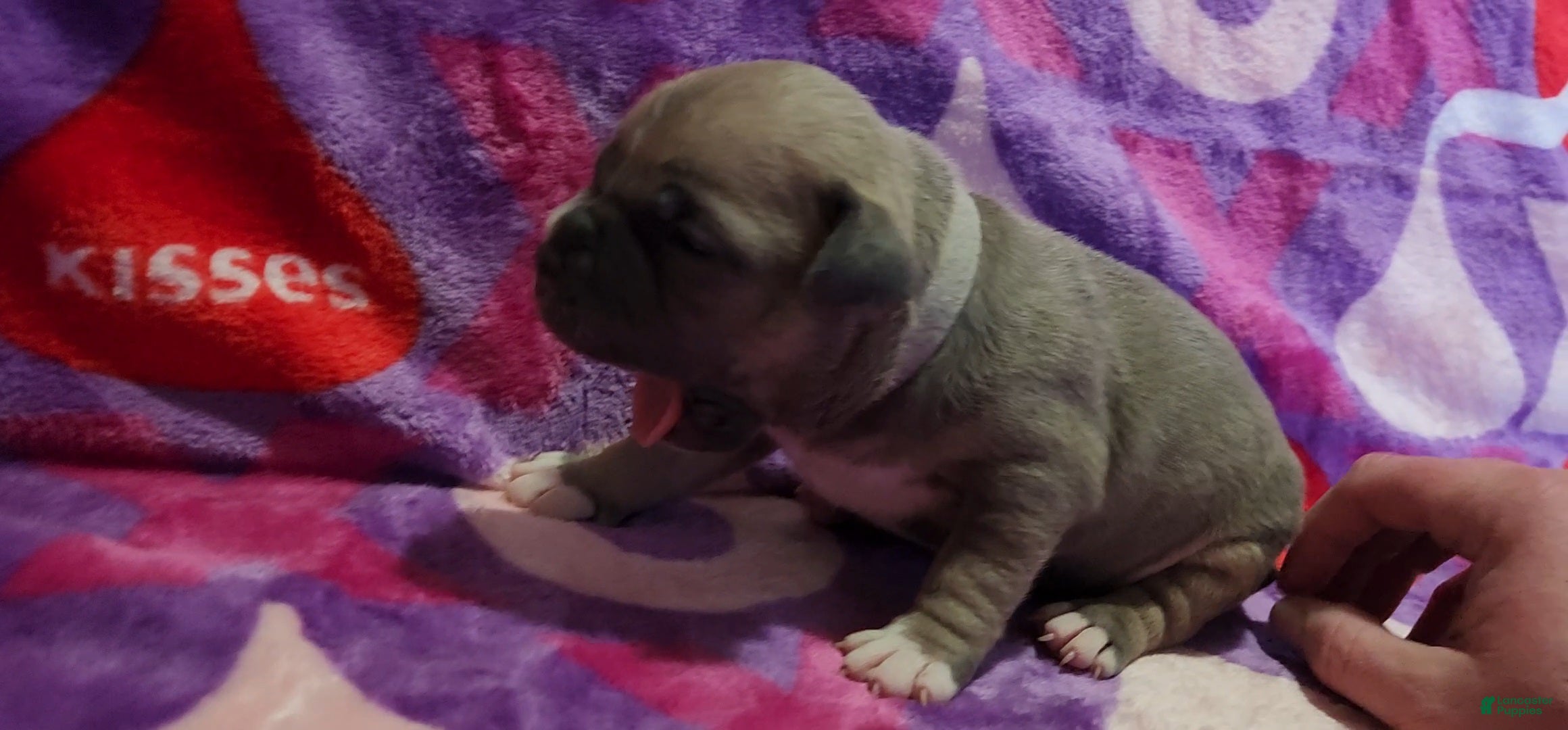 American Bully dogs January - Ad 2