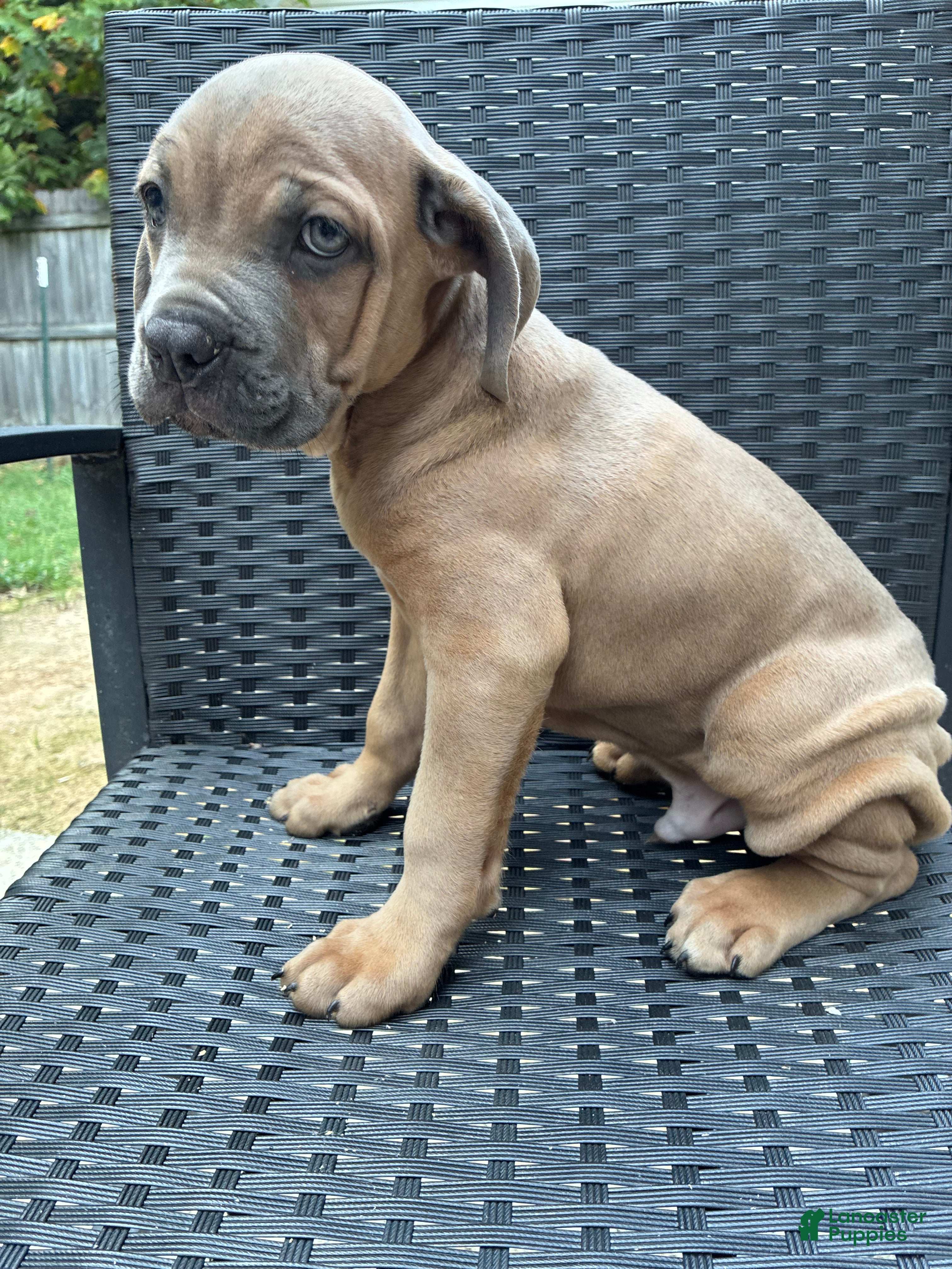 Cane Corso dogs Cane Corso Formentino  - Ad 29