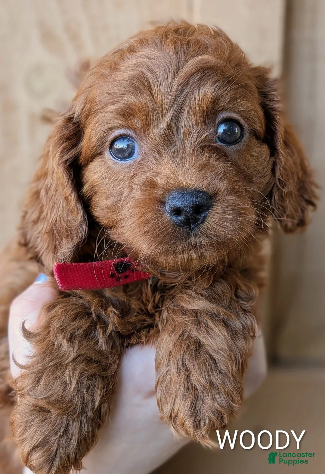 Cavapoo dogs for sale: Woody - Ad 1