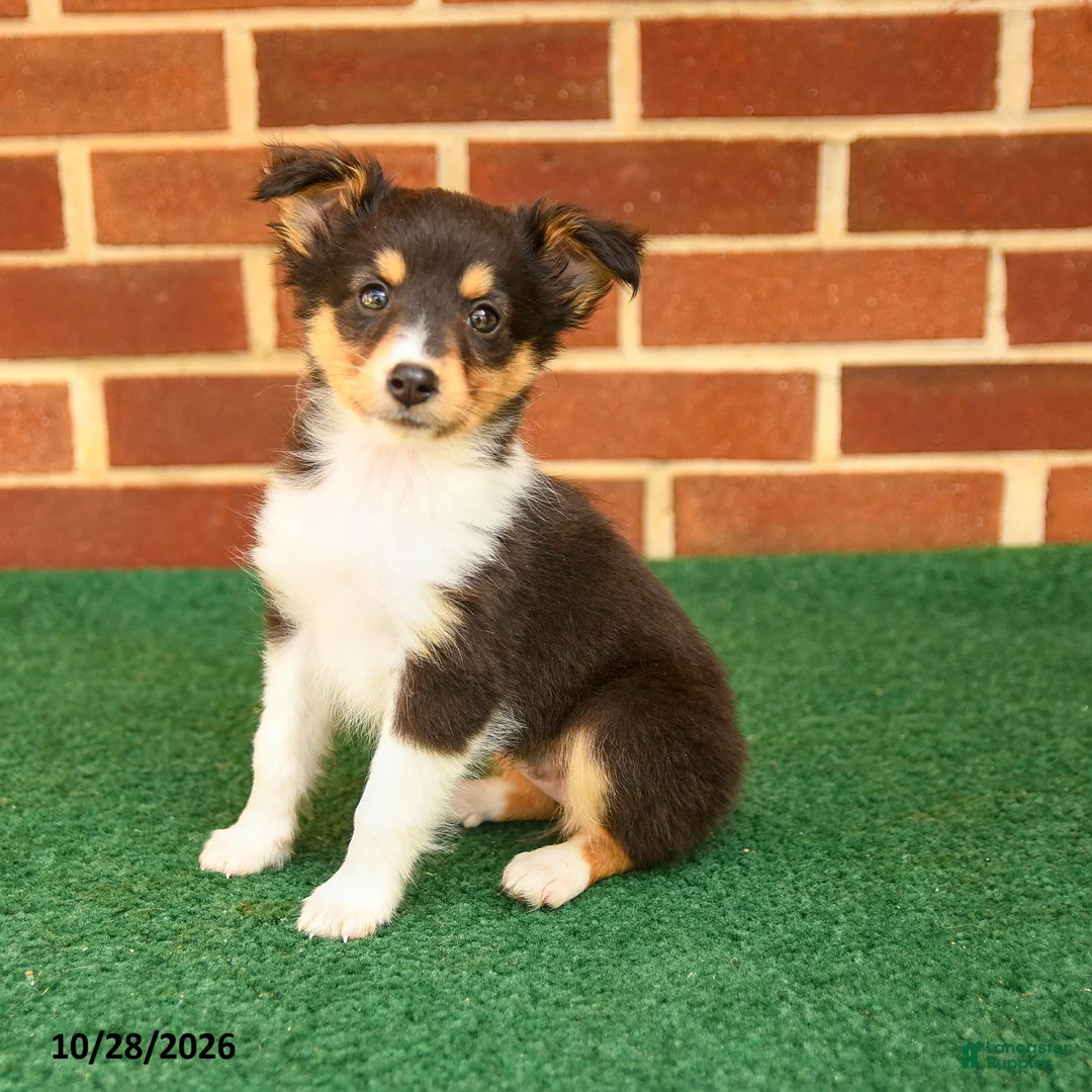 Shetland Sheepdog dogs for sale: Trinket - Ad 2