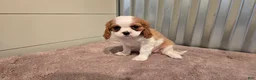 Cavalier King Charles Spaniel dogs for sale: Demi - Ad 11