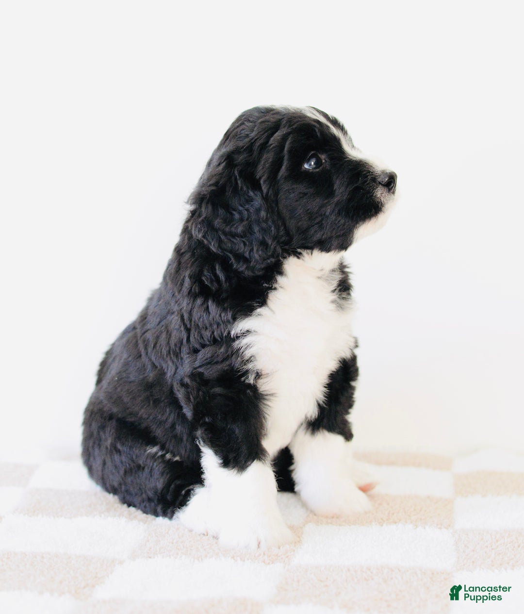 Bernedoodle dogs for sale: Cozy - Ad 4