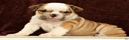 English Bulldog dogs for sale: Jasper - Ad 1