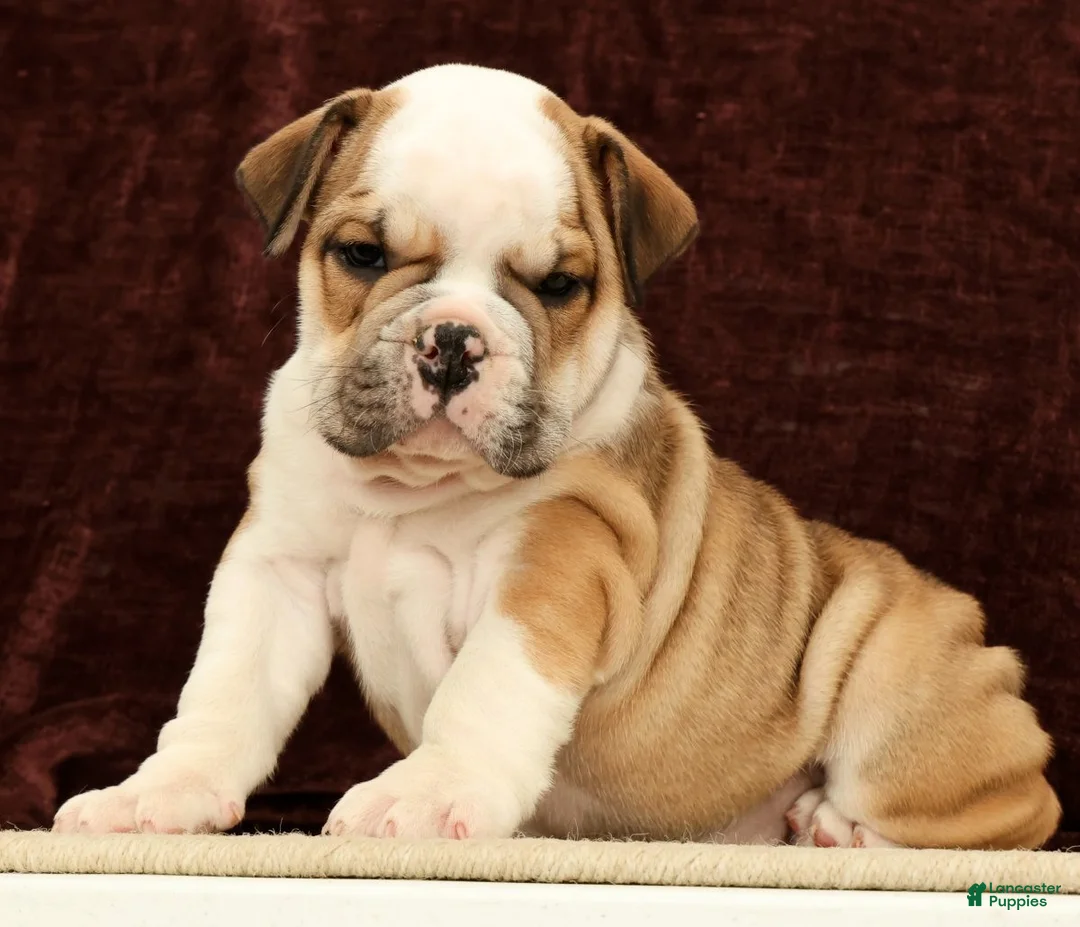 English Bulldog dogs for sale: Jasper - Ad 1