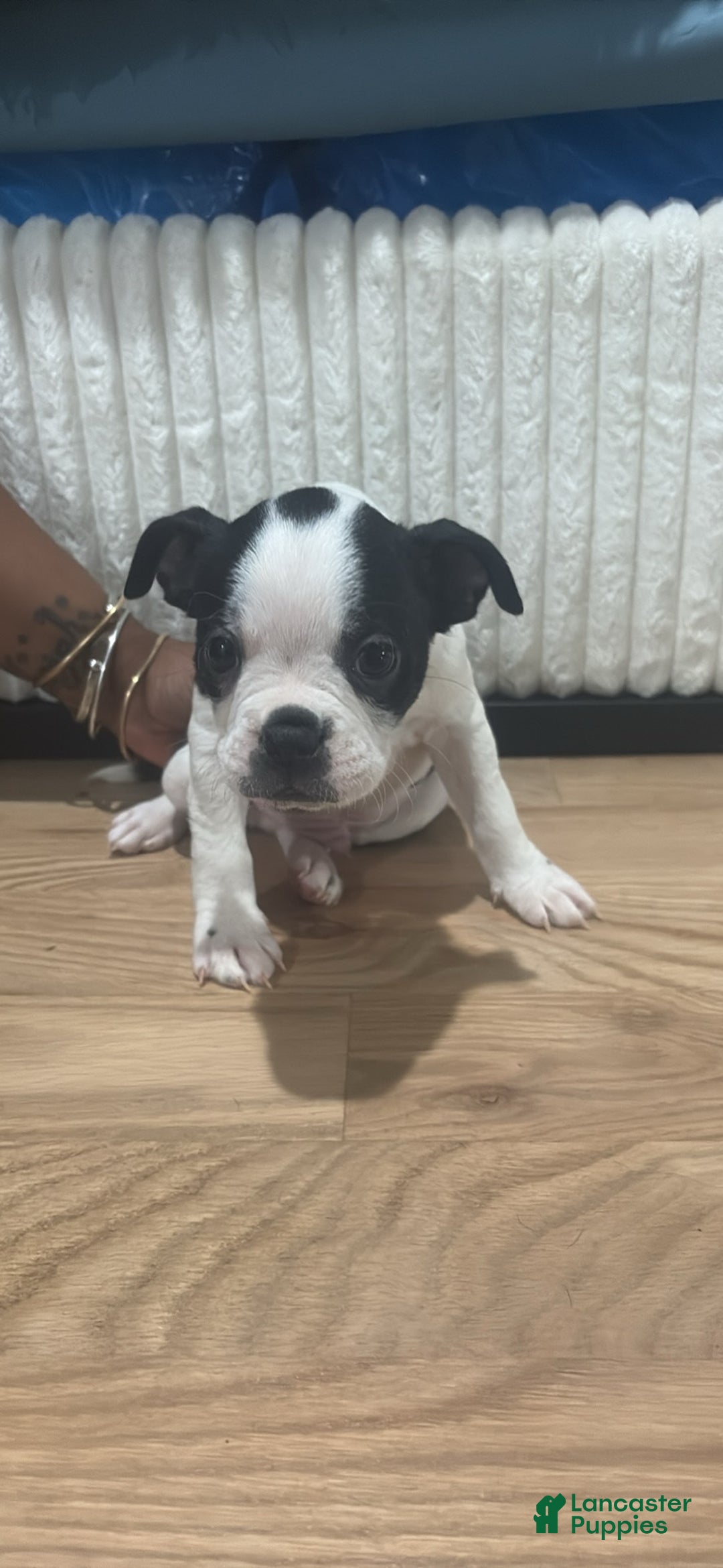 Mixed Breed dogs for sale: Mixed Breed Puppy 1 - Ad 1