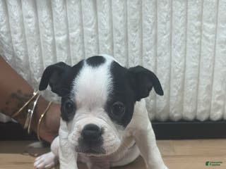 Mixed Breed dogs Mixed Breed Puppy 1 - Ad 8