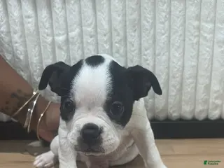 Mixed Breed dogs Mixed Breed Puppy 1 - Ad 18