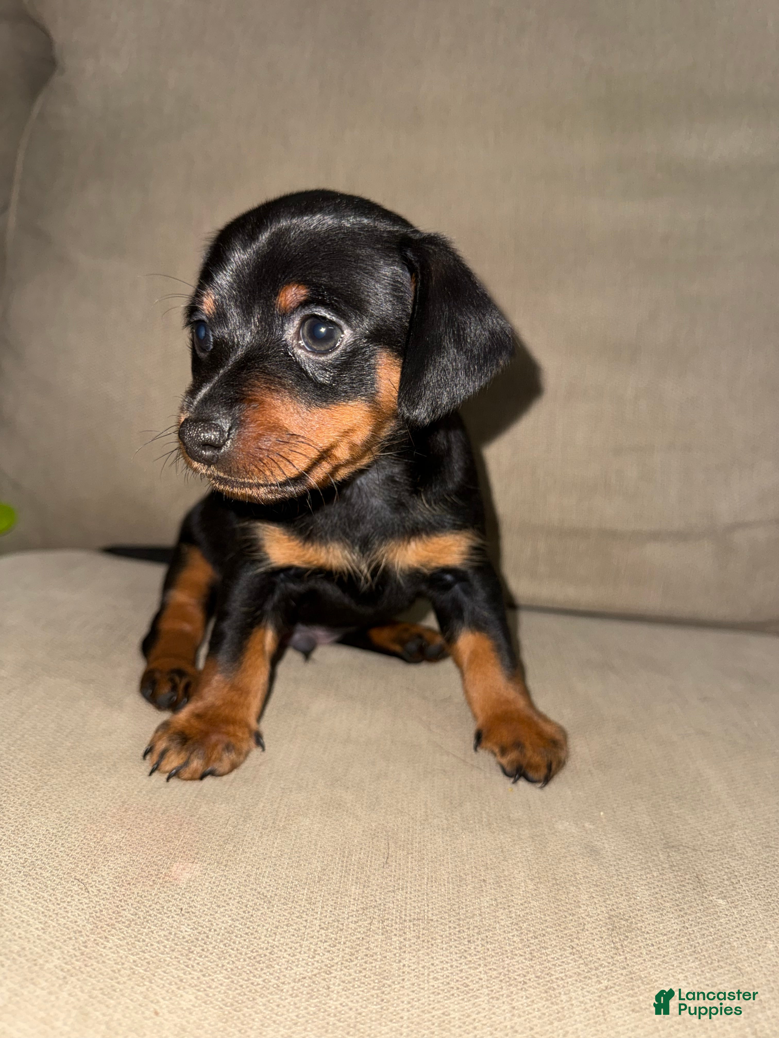 Mixed Breed dogs Mixed Breed 1 - Ad 16