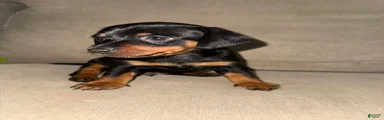 Mixed Breed 1