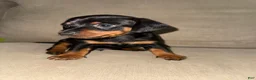 Mixed Breed dogs for sale: Mixed Breed 1 - Ad 1