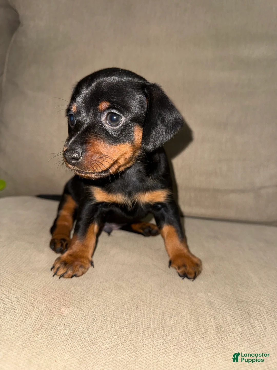 Mixed Breed dogs for sale: Mixed Breed 1 - Ad 1