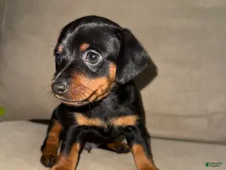 Mixed Breed dogs Mixed Breed 1 - Ad 16