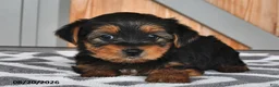 Mixed Breed dogs for sale: Allen - Ad 4