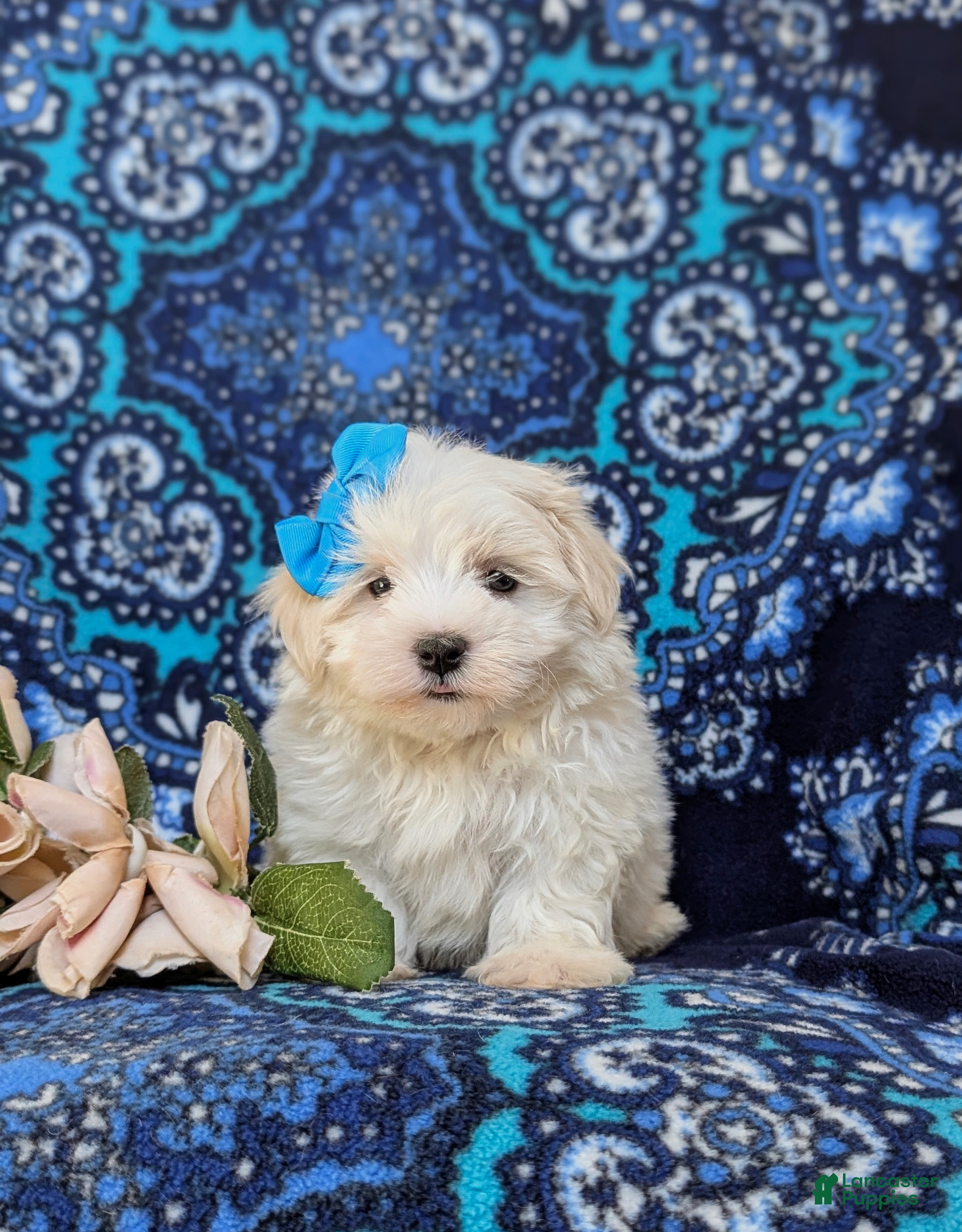 Maltese dogs Joy 7 lbs Full Grown - Ad 2