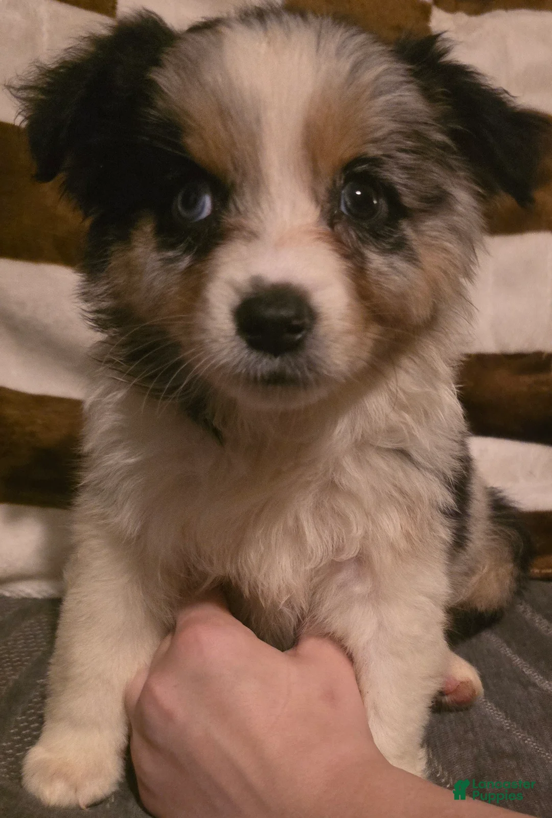 Australian Shepherd dogs for sale: Female 1 - Ad 1