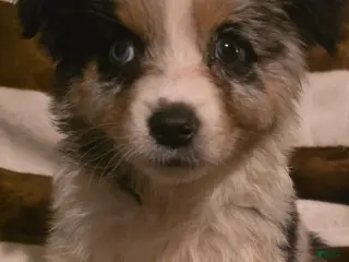 Australian Shepherd dogs Female 1 - Ad 4