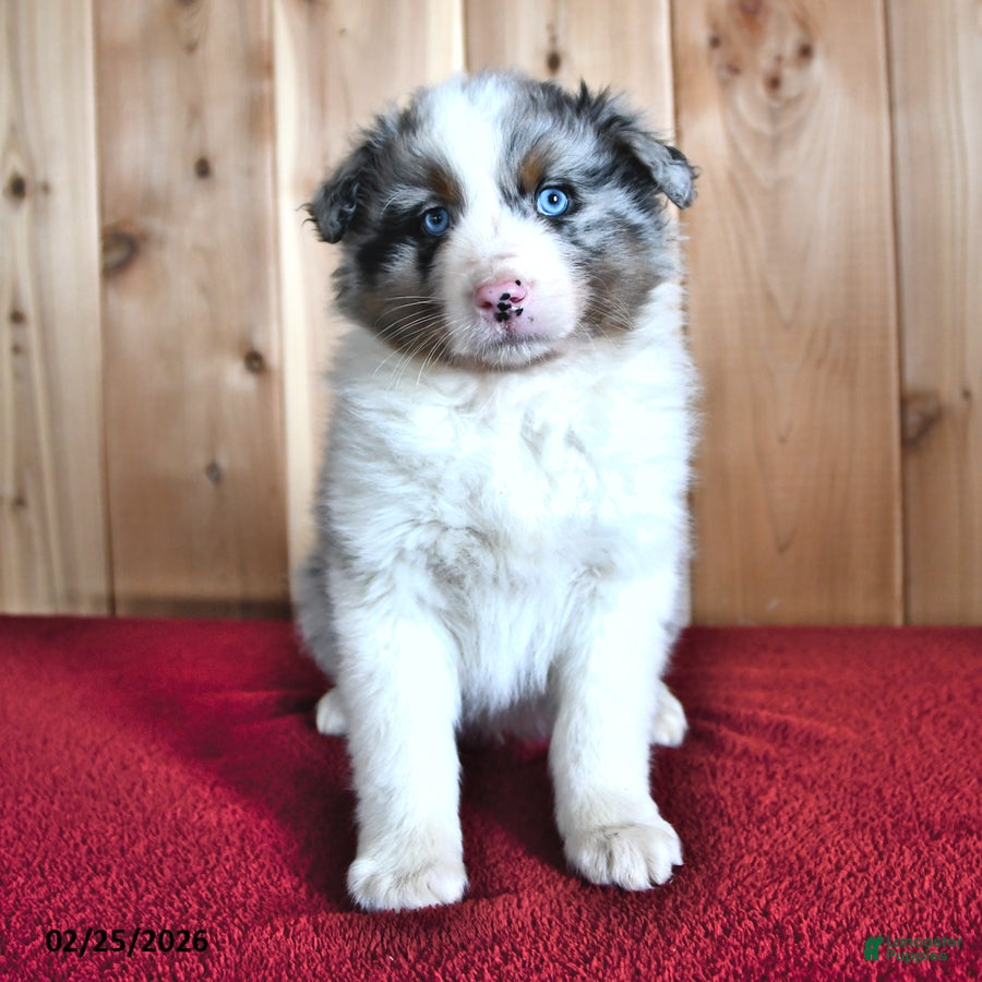 Australian Shepherd dogs Reed - Ad 1