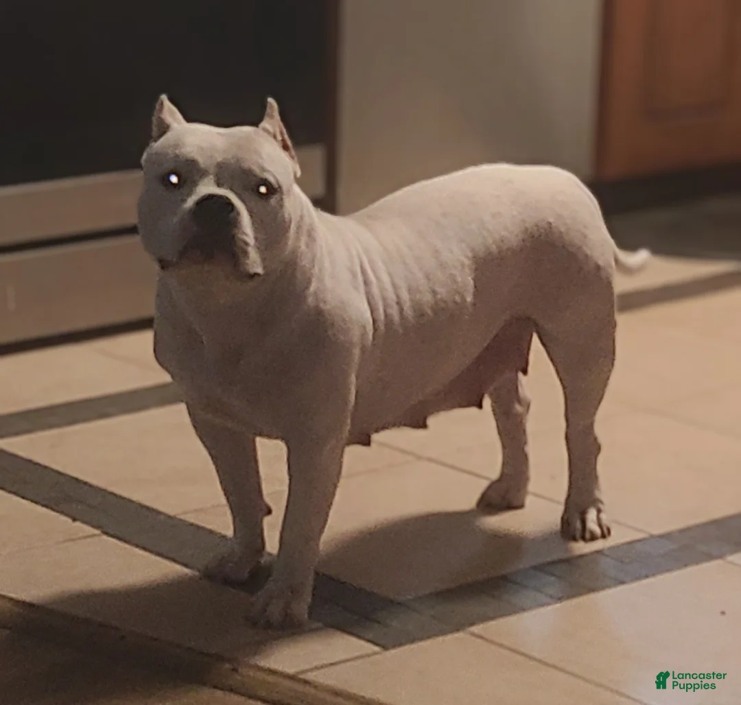 American Bully dogs for sale: Blue  - Ad 7