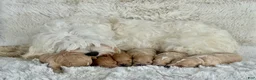 Maltipoo dogs for sale: Theo - Ad 4