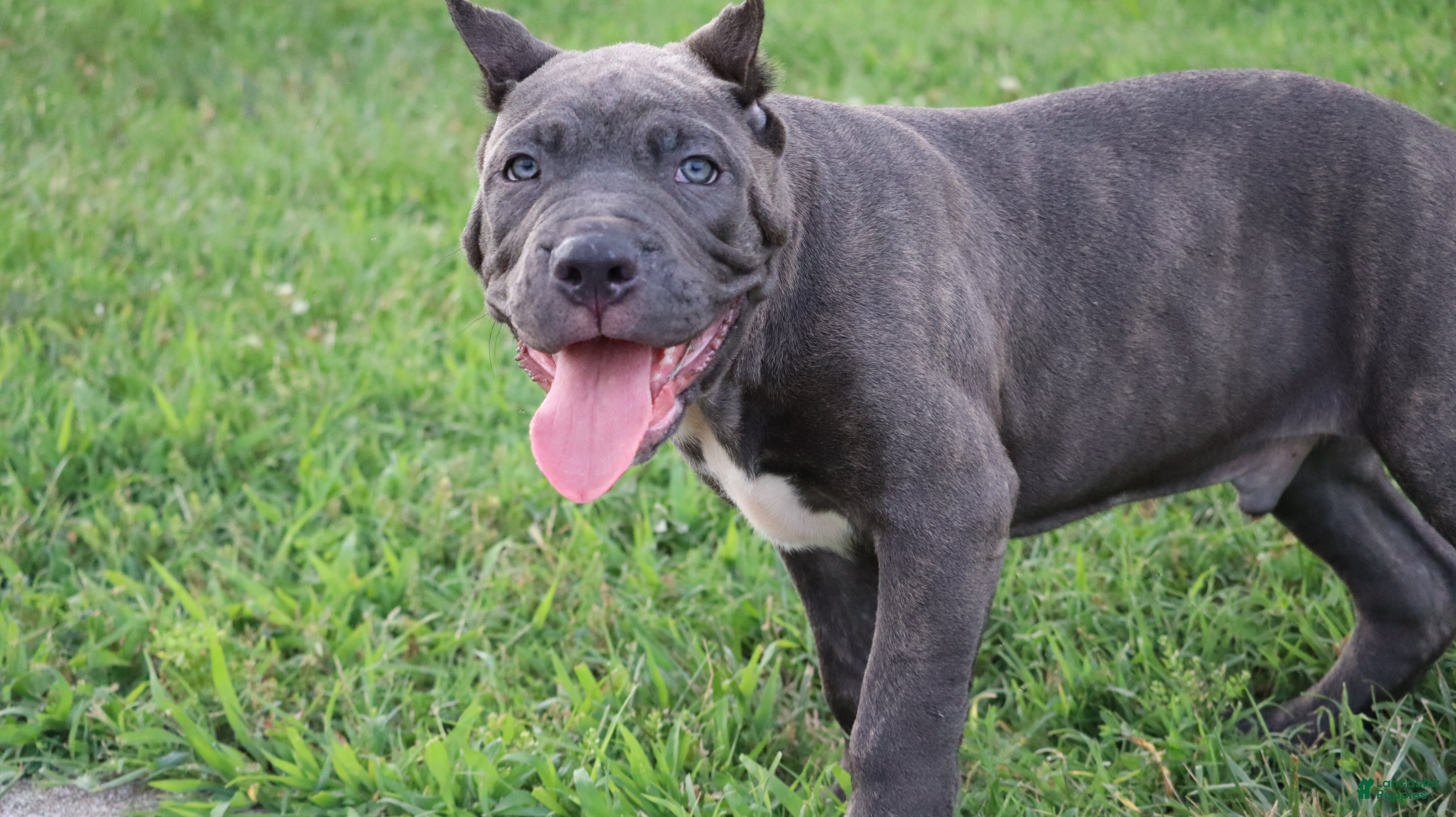 Cane Corso dogs Mr. Miyagi  - Ad 2