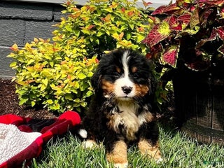 Bernese Mountain Dog dogs - Ad 34