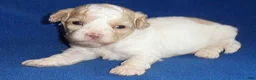 Shihpoo dogs for sale: Milo - Ad 7