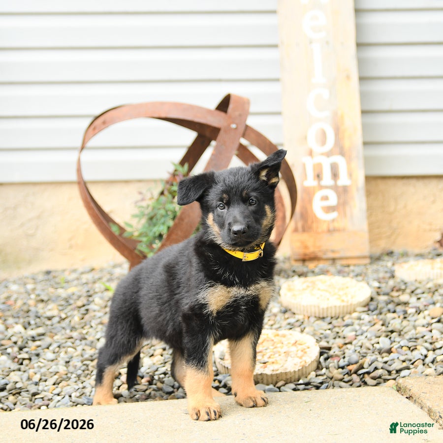 German Shepherd dogs Lillie - Ad 1