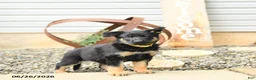 German Shepherd dogs for sale: Lillie - Ad 1