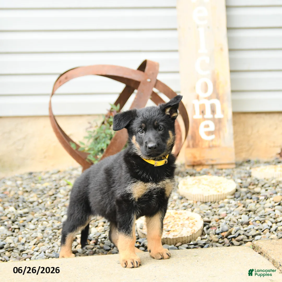 German Shepherd dogs for sale: Lillie - Ad 1