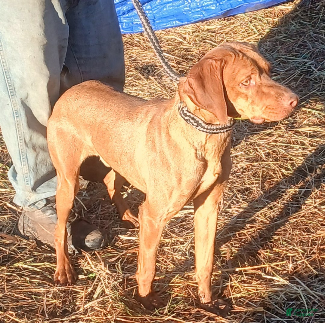 Vizsla dogs for sale: Vizsla Puppy  - Ad 2