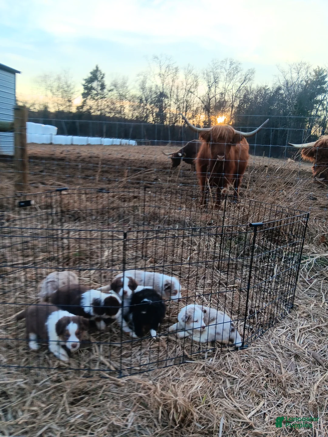 Australian Shepherd dogs for sale: Brownie - Ad 9