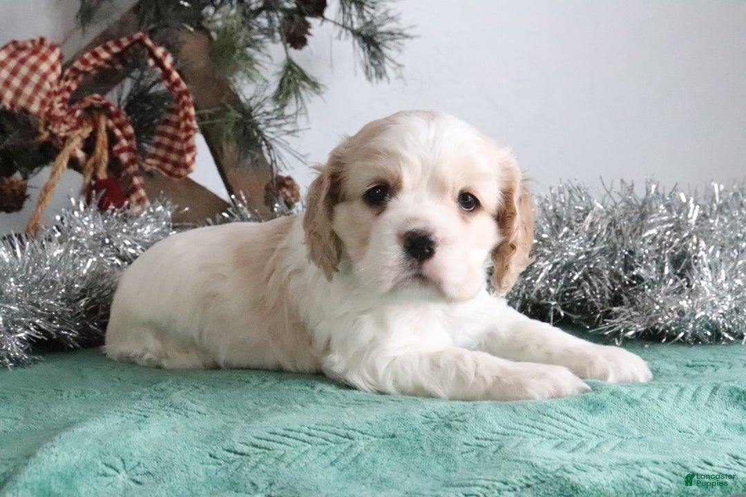Cocker Spaniel dogs for sale: Diego - Ad 5